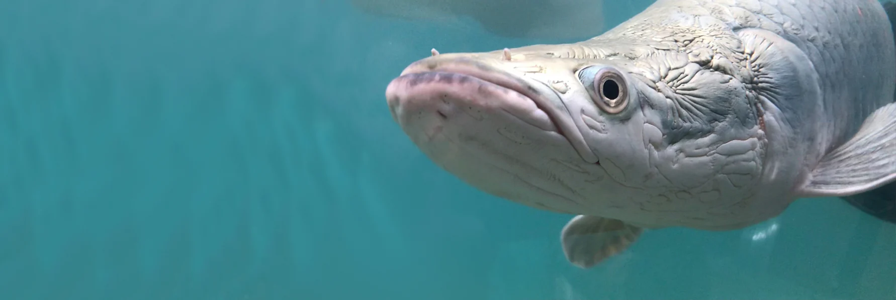 Unleash the Aquatic Extraordinary